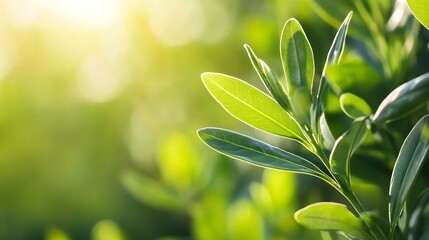 Aufkleber - Close-up of vibrant green leaves bathed in sunlight, showcasing their intricate details and textures.  The bokeh background suggests a lush, natural environment. : Generative AI