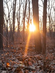 Leinwandbilder - Sunset light beams through the trunks of trees in a winter forest, illuminating the fallen leaves on the forest floor. : Generative AI