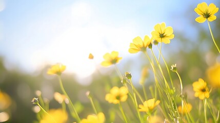 Fototapete - Vibrant yellow wildflowers bathed in sunlight, gently swaying in a summer meadow.  A dreamy, soft-focus image perfect for spring or summer themes. : Generative AI