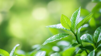 Poster - Close-up view of vibrant green leaves, showcasing their intricate details and natural texture against a soft, blurred green background.  The image evokes feelings of freshness, growth, : Generative AI