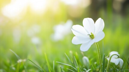 Poster - Close-up of a single, delicate white flower blooming in a vibrant green meadow, bathed in soft sunlight.  The bokeh effect creates a dreamy, peaceful atmosphere. : Generative AI