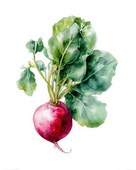 Aufkleber - Vibrant watercolor painting of a beet with lush green leaves, showcasing the root vegetable's rich crimson color and detailed texture.  Ideal for culinary, health, or agricultural themes.