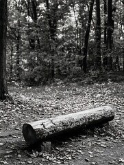 Fototapete - A weathered log rests on the forest floor, a simple bench in a monochrome autumnal scene.  Fallen leaves surround it, creating a peaceful, natural setting. : Generative AI