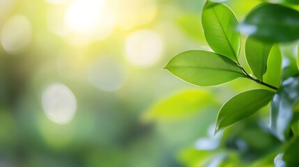 Aufkleber - Close-up of vibrant green leaves bathed in sunlight, creating a serene and peaceful natural scene.  Perfect for nature, spring, or environmental themes. : Generative AI