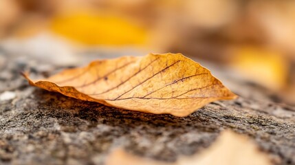 Fototapete - Single dried autumn leaf rests on a textured stone surface, showcasing delicate veins and warm, earthy tones.  The shallow depth of field emphasizes the leaf's fragility against a blur : Generative AI
