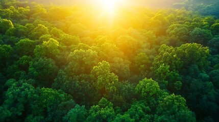 Poster - Aerial view of a lush green forest canopy bathed in golden sunlight, showcasing vibrant foliage and a tranquil atmosphere. : Generative AI