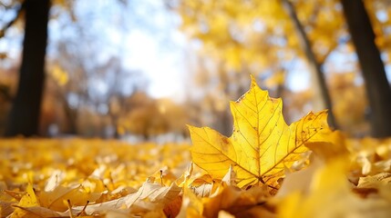 Poster - Single yellow maple leaf rests on a carpet of fallen autumn leaves in a park, sunlight illuminating its delicate veins, blurred background of trees. : Generative AI