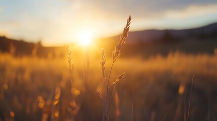 Fototapete - Silhouette of a single grass stalk illuminated by the warm golden light of a setting sun, in a field of blurred grasses. : Generative AI