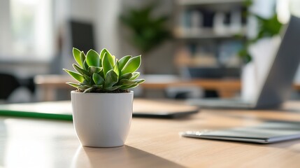 Aufkleber - Small succulent plant in a white pot sits on a light wood desk in a modern office, bathed in sunlight.  Blurred background shows laptops and other office items. : Generative AI