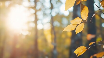 Poster - Golden autumn leaves on a branch, backlit by sunlight, bokeh forest background.  Perfect for seasonal designs and nature themes. : Generative AI
