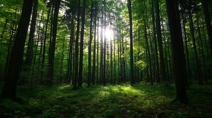 Poster - Sunbeams filtering through a dense, lush green forest, illuminating the forest floor with dappled light and shadows, creating a serene and mystical atmosphere. : Generative AI