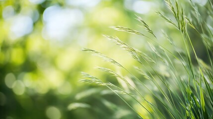 Poster - Close-up view of delicate green grass blades gently swaying in a soft, sunlit meadow, creating a serene and peaceful natural scene. : Generative AI