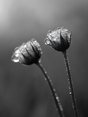 Poster - Two dew-kissed flower buds, elegantly poised against a soft, blurred background, showcasing the delicate beauty of nature's morning embrace. : Generative AI