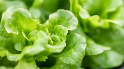 Aufkleber - Close-up view of fresh, vibrant green lettuce leaves, showcasing their delicate texture and natural beauty.  Ideal for healthy eating, salad recipes, and culinary themes. : Generative AI