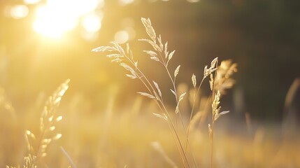 Leinwandbilder - Golden hour sunlight illuminates delicate grass stalks, creating a warm and serene natural scene.  The soft focus emphasizes the tranquil beauty of nature's details. : Generative AI
