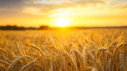 Poster - Golden wheat field at sunset, bathed in warm sunlight, showcasing the ripe ears of grain ready for harvest.  A tranquil rural landscape scene. : Generative AI