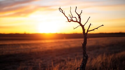 Leinwandbilder - Silhouette of a dead tree branch against a vibrant sunset over a golden field, showcasing the warm hues of twilight and the stark contrast of nature. : Generative AI