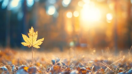 Poster - Single autumn maple leaf standing tall in a sunlit forest, frost on ground, bokeh background. Golden hour light illuminates the scene, creating a peaceful and serene atmosphere. : Generative AI