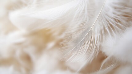 Fototapete - Close-up view of delicate, off-white feathers, showcasing intricate details and soft texture.  The image evokes a feeling of lightness and serenity. : Generative AI