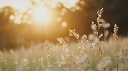 Fototapete - Golden hour sunlight illuminates tall grasses in a field, creating a warm and peaceful atmosphere.  The soft focus emphasizes the delicate texture of the plants. : Generative AI