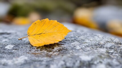 Poster - Single yellow autumn leaf rests on a wet, grey stone, showcasing the beauty of fall's subtle details and the contrast between vibrant yellow and muted grey. : Generative AI