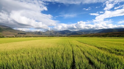 Poster - Serene landscape featuring a vast expanse of vibrant green rice paddy fields stretching towards majestic mountains under a partly cloudy sky. : Generative AI