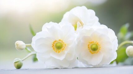 Aufkleber - Close-up of three delicate white anemone flowers with yellow centers, softly blurred green background, conveying serenity and purity. : Generative AI