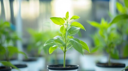 Aufkleber - A vibrant young basil plant thrives in a small pot, showcasing healthy green leaves and a slender stem.  The background subtly blurs other similar plants, suggesting a greenhouse or nu : Generative AI