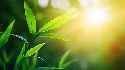 Poster - Vibrant green leaves illuminated by sunlight, creating a serene and peaceful nature scene.  The image evokes feelings of tranquility and natural beauty, perfect for eco-friendly themes : Generative AI