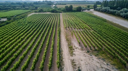 Poster - Aerial view of two parallel rows of neatly planted vineyards, separated by a dirt road, showcasing a lush green landscape under a clear sky. : Generative AI
