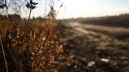 Aufkleber - Close-up of dried wildflowers illuminated by golden hour sunlight, set against a blurred background of a dirt road and distant landscape. : Generative AI