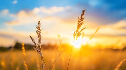 Poster - Golden hour sunset illuminates tall grass blades, creating a warm and serene landscape.  The sun's rays backlight the delicate seed heads, showcasing their intricate details against a  : Generative AI