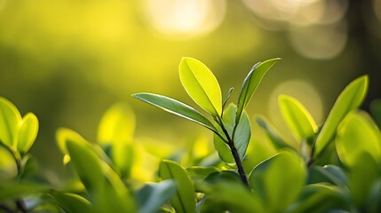 Poster - Close-up of vibrant green leaves illuminated by sunlight, showcasing the delicate details of nature's growth and the beauty of springtime. : Generative AI