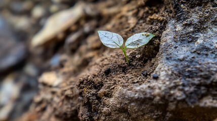 Aufkleber - A tiny sprout emerges from the earth, its delicate leaves unfurling in the sunlight, a symbol of new life and growth against a backdrop of rough, textured soil. : Generative AI