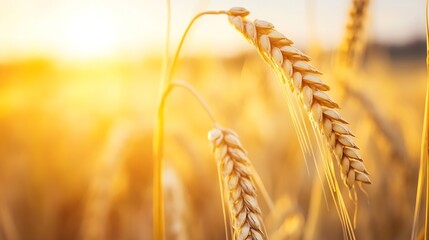 Aufkleber - Golden wheat stalks illuminated by the warm sunset light, showcasing the intricate details of the grains and the soft, blurred background. : Generative AI