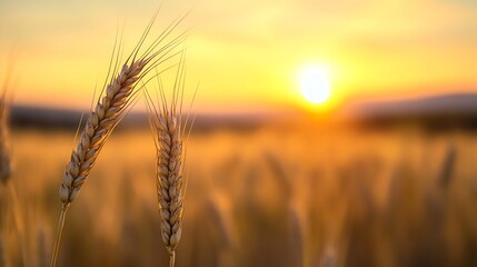 Aufkleber - Golden wheat stalks illuminated by the setting sun in a vast field, creating a serene and peaceful agricultural landscape. : Generative AI