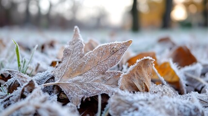 Poster - Close-up of frost-covered autumn leaves on the ground, showcasing intricate ice crystals and muted brown and beige tones against a blurred background of trees and grass. : Generative AI