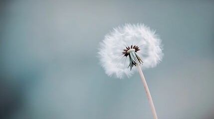 Poster - Close-up view of a delicate dandelion seed head, its white seeds poised for flight against a soft, muted teal background. : Generative AI