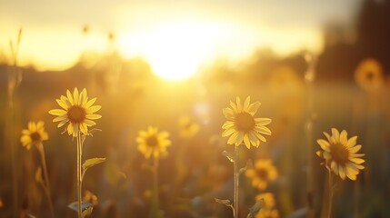 Poster - Golden hour sunlight illuminates a field of sunflowers, their petals glowing with warm light, creating a serene and peaceful atmosphere. : Generative AI