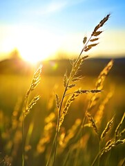 Poster - Golden hour sunlight illuminates tall grass blades in a field, creating a warm and serene landscape scene at sunset. : Generative AI