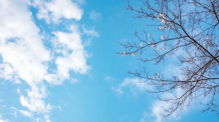 Poster - Bare tree branches with a few white flowers against a vibrant blue sky dotted with fluffy white clouds, creating a serene and peaceful natural scene. : Generative AI