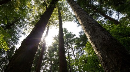 Poster - Sunlight streams through tall trees in a lush green forest, illuminating the towering trunks and canopy above.  A view from below looking upward. : Generative AI