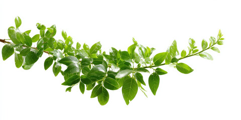 Poster - Vibrant green branch with lush foliage, isolated on white background, perfect for nature, spring, or botanical designs.  The leaves are detailed and show a fresh, healthy appearance.