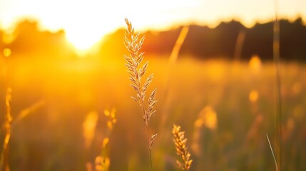 Fototapete - Golden hour sunlight illuminates a single grass stalk in a field, creating a warm and serene natural scene at sunset. : Generative AI