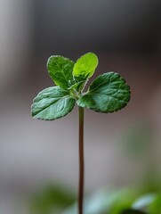 Poster - Close-up of a vibrant green plant sprout, showcasing its delicate leaves and slender stem against a blurred background. The image evokes feelings of freshness and new growth. : Generative AI