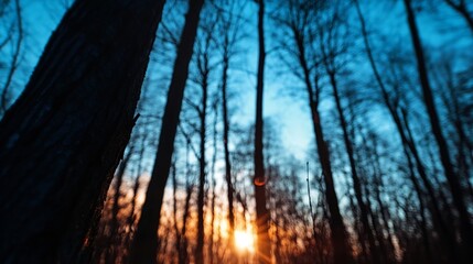 Leinwandbilder - Sunset in a forest with tall trees, creating a blurred, dreamy effect.  The sun's rays peek through the branches, casting a warm orange glow against the cool blue twilight sky. : Generative AI