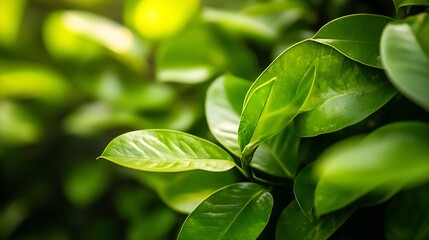 Aufkleber - Close-up view of vibrant green leaves, showcasing their intricate textures and natural sunlight illuminating their surfaces, creating a lush and healthy botanical scene. : Generative AI