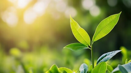Aufkleber - Close-up of a vibrant green plant sprout emerging, bathed in sunlight, showcasing its fresh, new leaves against a softly blurred natural background. : Generative AI