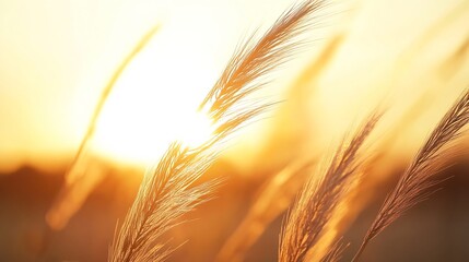 Fototapete - Golden hour sunlight illuminates tall grass blades, creating a warm, hazy, and peaceful sunset scene.  The delicate details of the plant's structure are highlighted against the soft, o : Generative AI