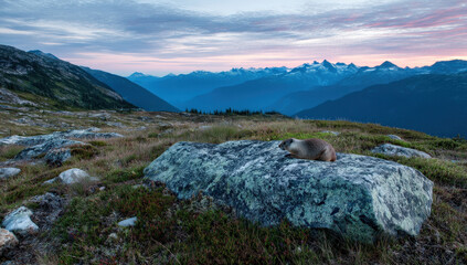 Aufkleber - Marmot resting on a rock, overlooking a majestic mountain range at sunset.  The serene landscape showcases vibrant colors of dusk, creating a breathtaking natural scene.